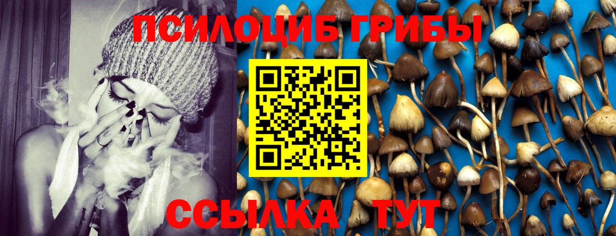 Псилоцибиновые грибы Psilocybe Шарыпово